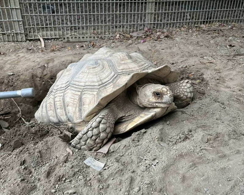 冷氣團報到!彰化蘇卡達陸龜突失蹤 飼主急PO網協尋
