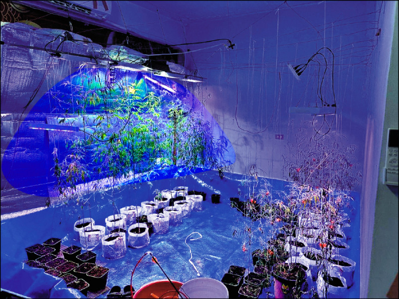 背債千萬 被操控淪大麻栽種工