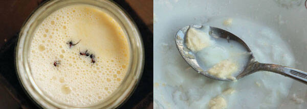 「螞蟻優格」別具風味 !丹麥科學家解密巴爾幹古老製法