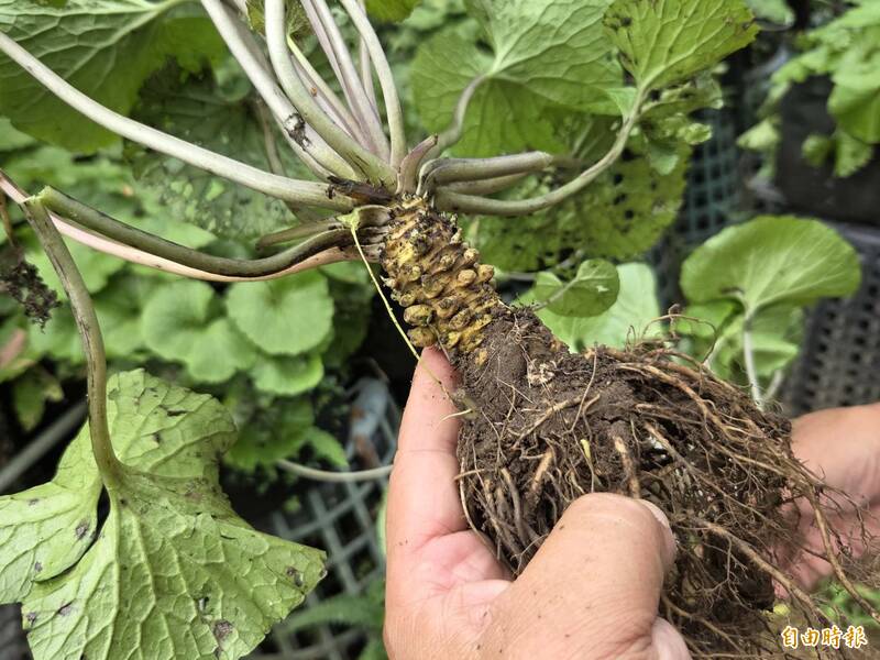 山葵復育3-3》山葵小檔案:1914年由日本人引進試種