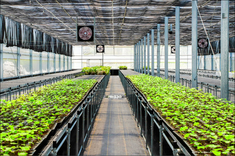 低海拔也豐收 山葵綠金復育成功