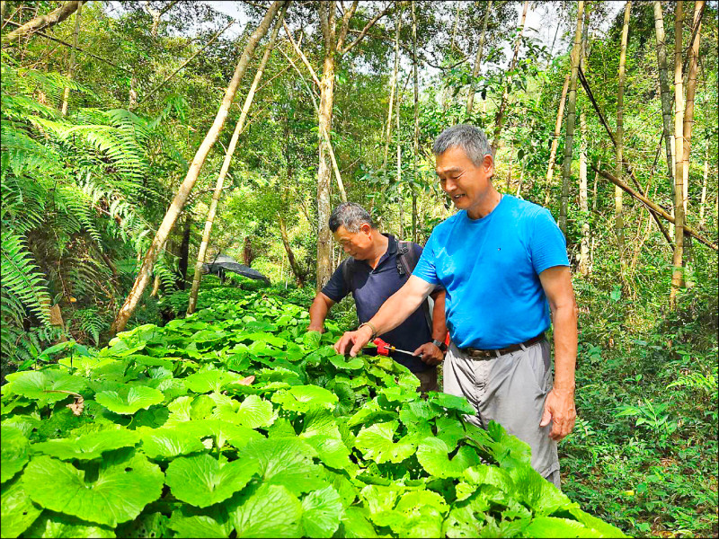 退休教授+社大學生 打造山葵園