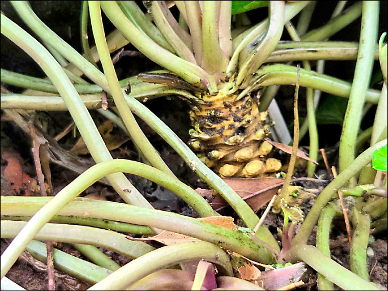 8年前禁種消失 上等山葵每公斤賣1萬元