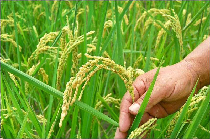 每台斤12.5元 二期稻作價格創新高