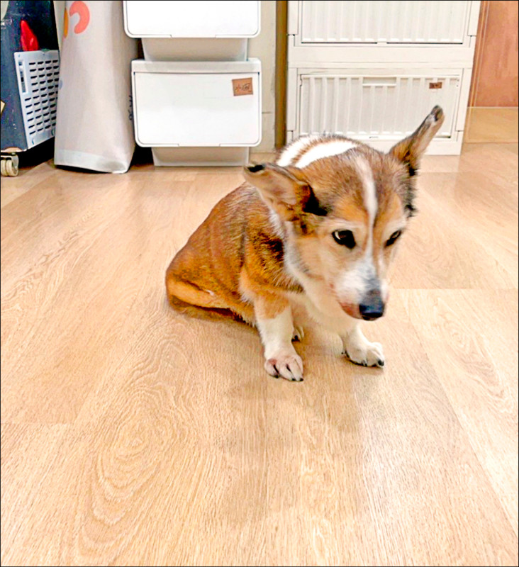 高齡柯基遭虐打 北市動保處介入安置