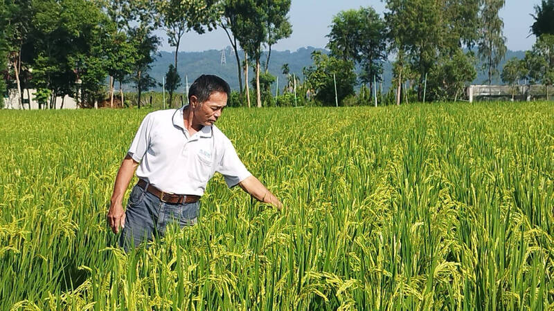 台灣米文化2-2》育種逾40年 草屯台稉9號米奪冠鍍金