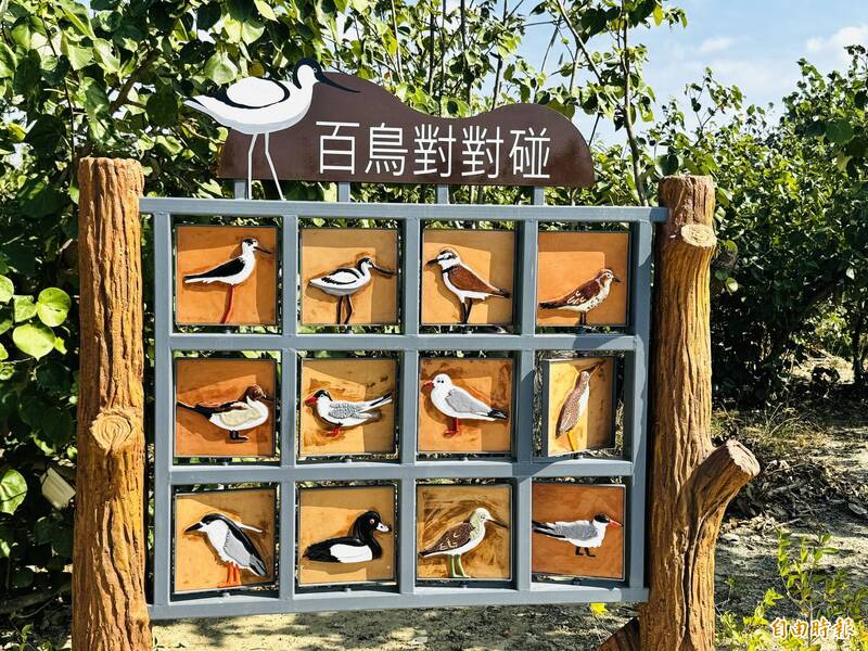 布袋濕地公園升級 打造賞鳥與生態教育新亮點