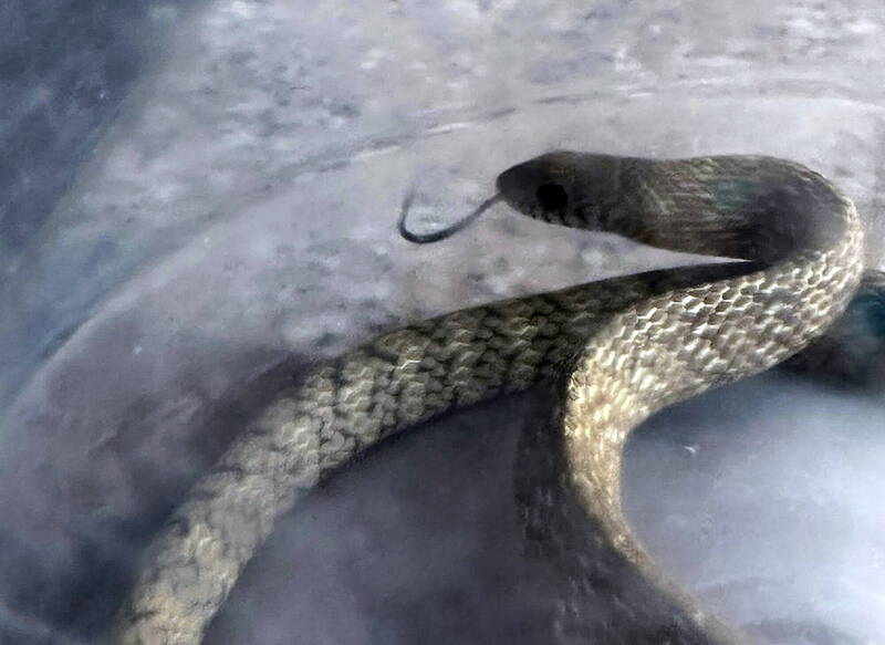 客廳有蛇！民眾嚇壞冬天為何還有蛇  專家解惑