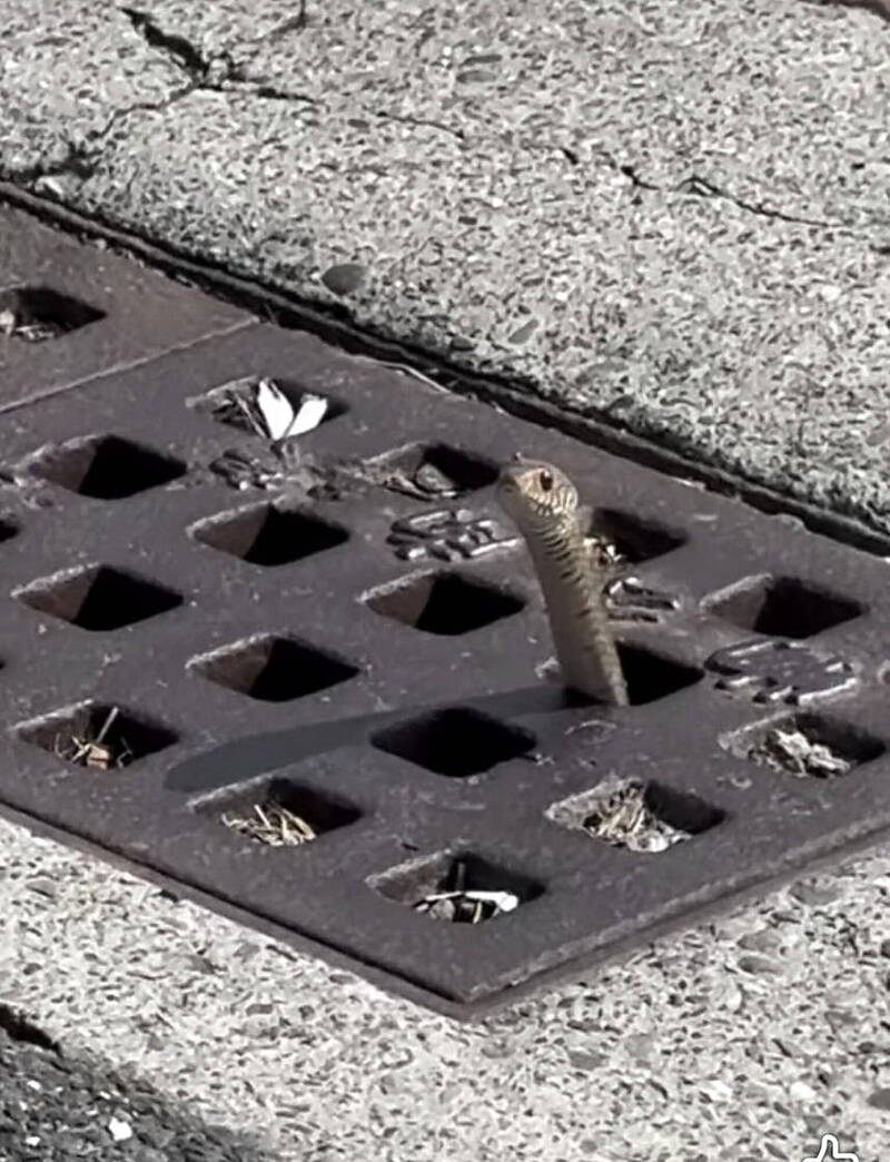 水溝蓋上插「棍子」？牠呆萌探頭被拍下 網呼：好可愛