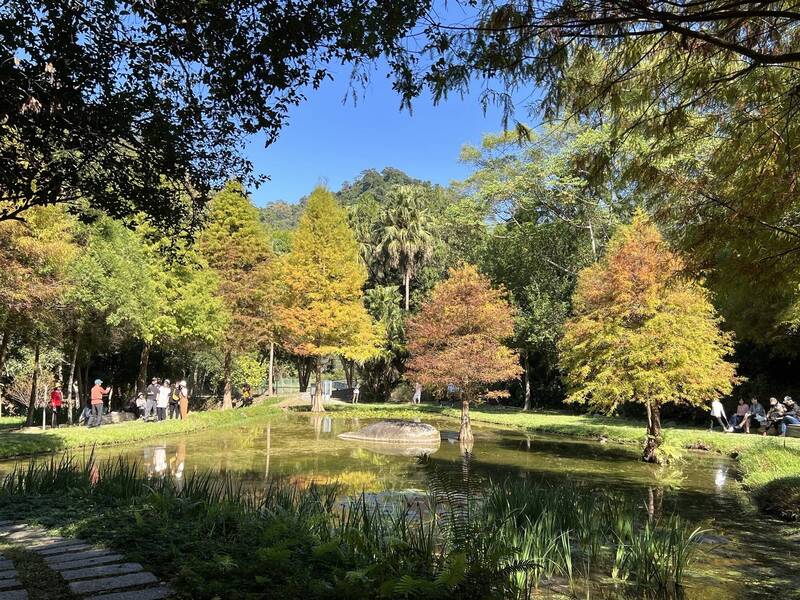 落羽松入冬換新裝 中市秘境太平苗圃如童話森林