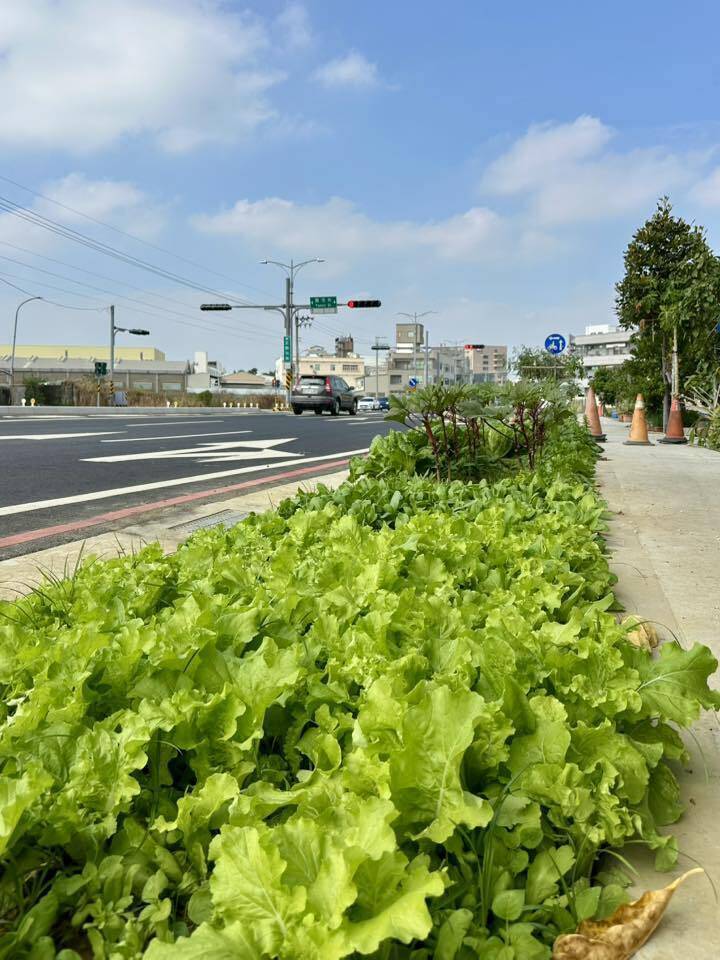 永康人行道綠帶種番茄、小白菜 南市工務局:不移除就動手
