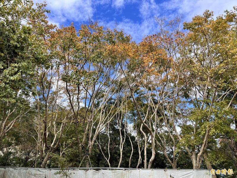 天氣不夠冷...想一睹北橫好「楓」采還要再等等