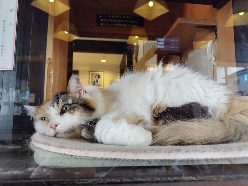 哭了!日本貴志車站貓咪站長離世 500粉絲送別