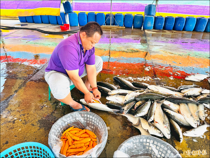 進口衝擊 烏魚子量少價反跌