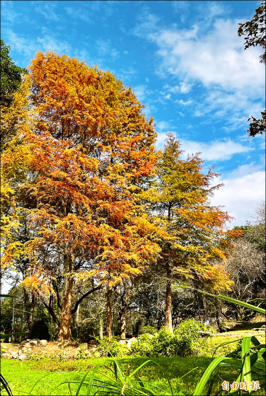溫差大 石門水庫落羽松金黃漸轉紅