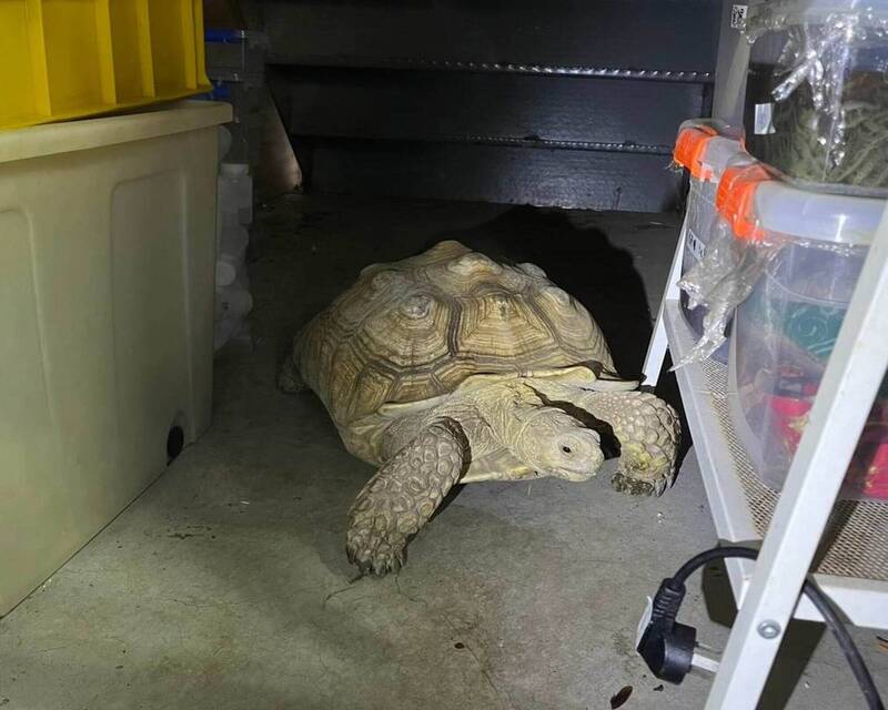 找到了!彰化巨龜消失一晚 突傳撞牆怪聲竟是牠