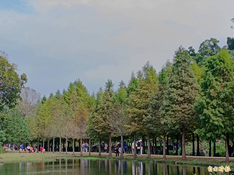 桃園大溪月眉人工濕地落羽松美景再等等 水務局:估12月下旬起變色