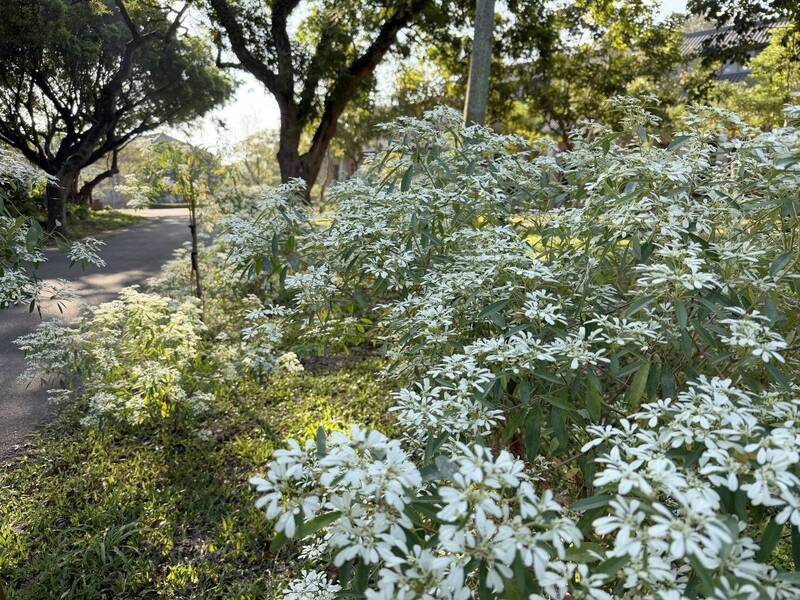 聖誕白雪、九重葛映襯百年古蹟 台南水道冬令花季登場