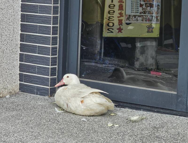 誰家的鵝?鹿港小鎮出現小白鵝趴趴走一夜未返家