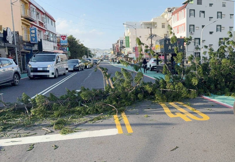 墾丁大街落山風強襲 路樹倒伏 交通一度中斷