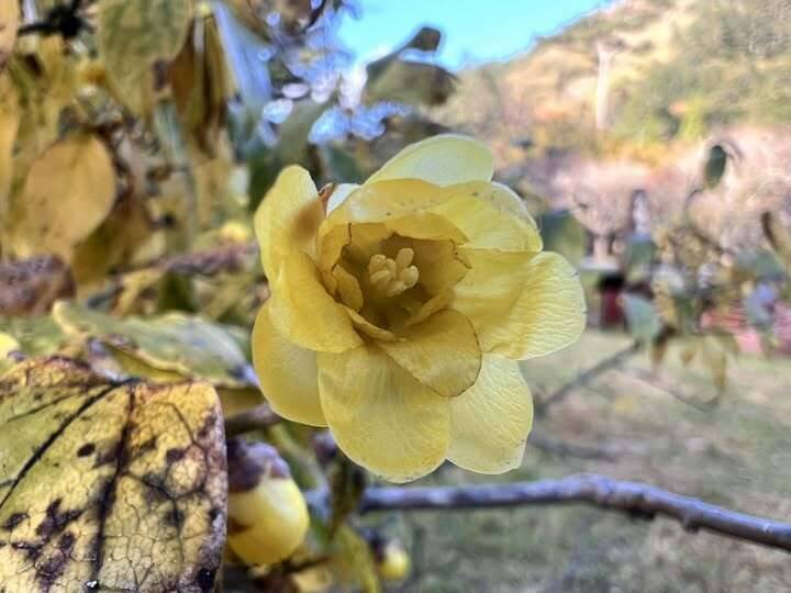 武陵農場蠟梅初開 預計月底盛開