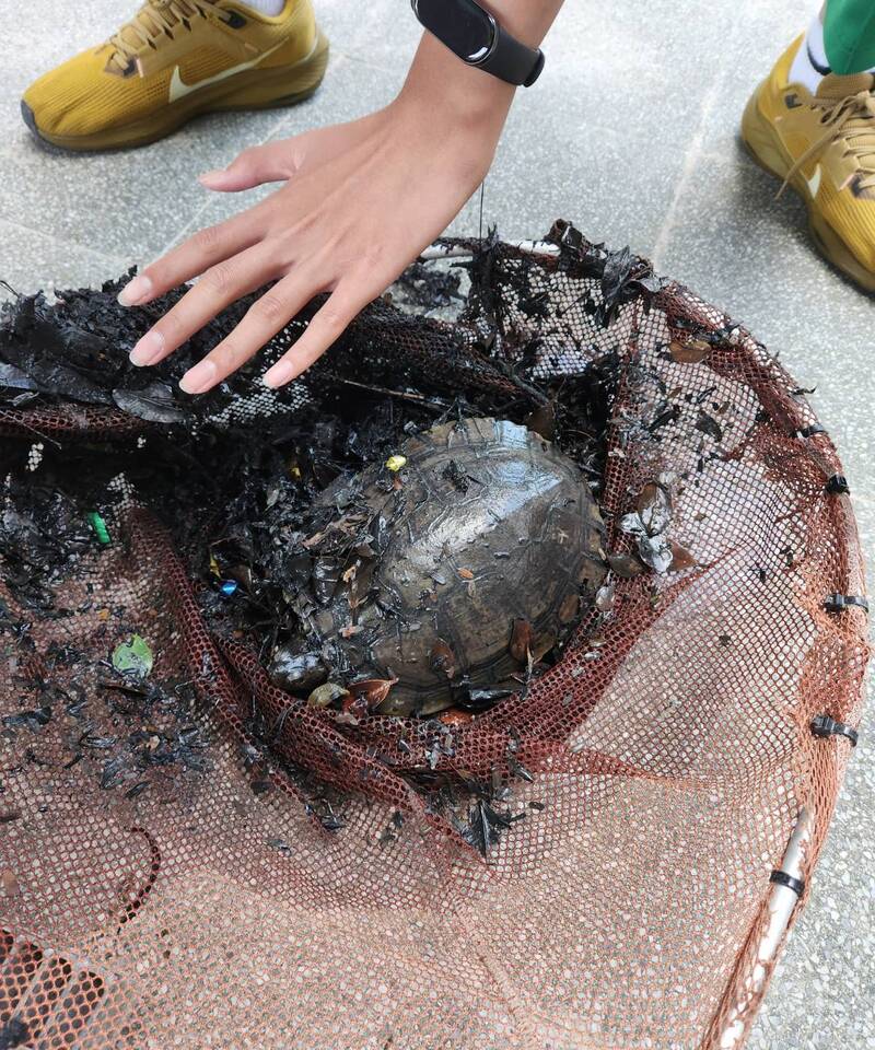 迷途小烏龜誤闖排水溝 八德國中師生救援取名「校規」