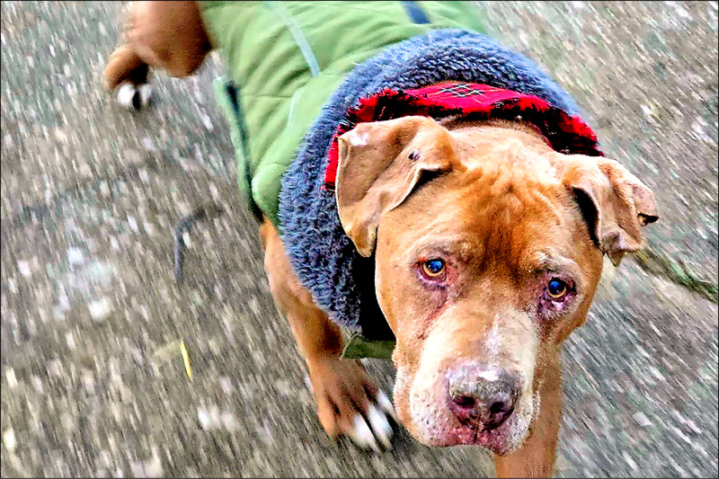 中英對照讀新聞》Michigan veterinarian who refused to return ailing dog to homeless man to spend 10 days in jail 密西根州1名獸醫因拒絕將病犬歸還給街友 被判入獄10天