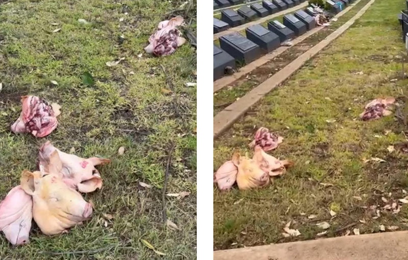 澳洲雪梨西南郊納雷蘭(Narellan)1處穆斯林墓地15日清晨驚傳遭人惡意丟棄多顆豬頭與動物殘肢,現場慘不忍睹。由於豬肉在伊斯蘭教義中被視為不潔,此舉被視為針對邦代海灘恐攻的仇恨報復。(圖擷取自IG@aussiemammoth)