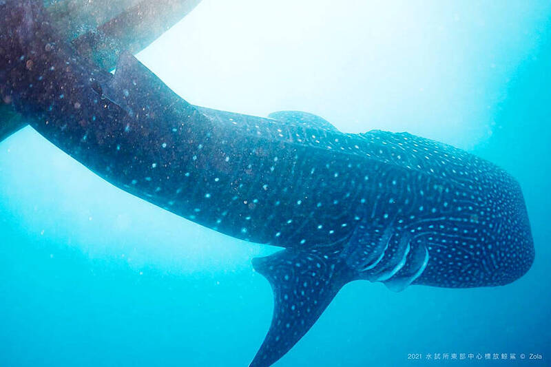 《TAIPEI TIMES》Agency lauds whale shark protections