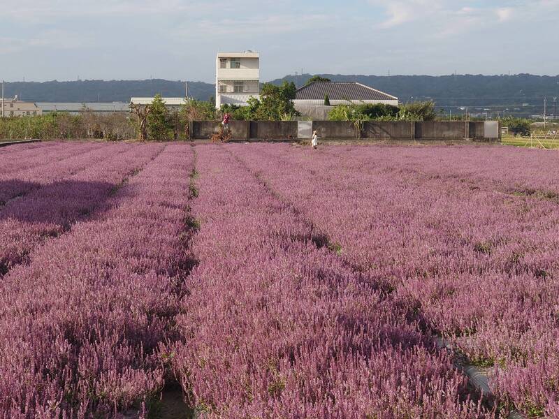 仙草花之亂!彰化芬園遊客大爆滿車亂停