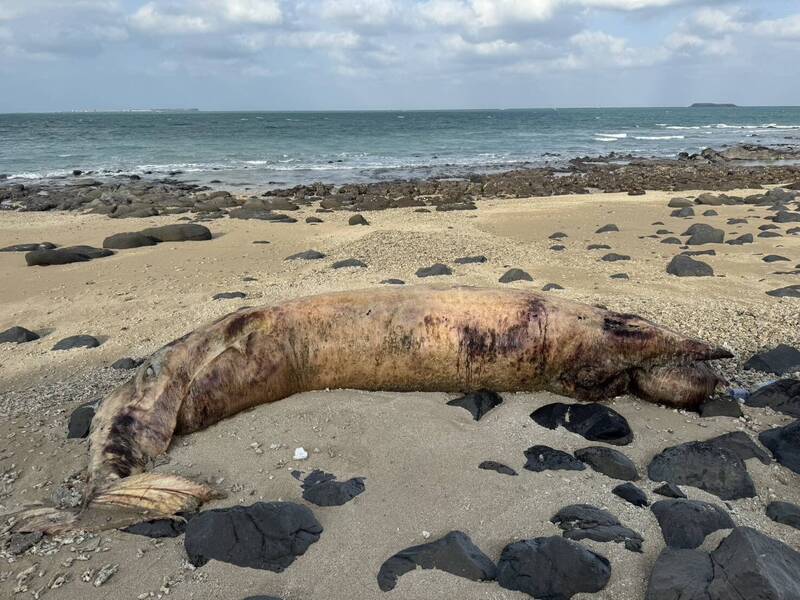 澎湖岸際發現鬚鯨類死亡 中華鯨豚協會派員跨海採樣