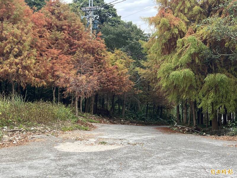 新社聖普宮前 落羽松、水杉染秋色