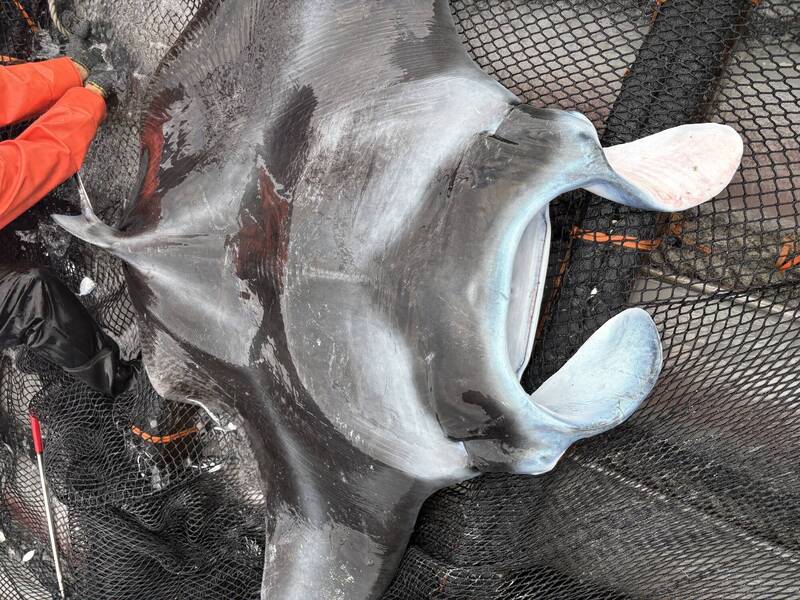 剛送走海龜又來隻魔鬼魟 台東定置漁場「歡送會」辦不完