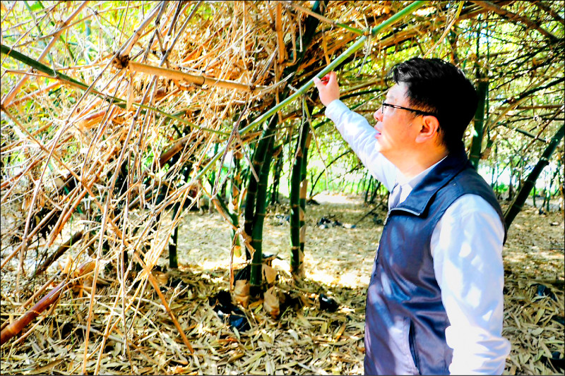 大林筍園風災受損 將發復耕紓困金