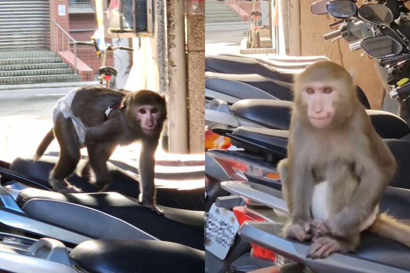 新北三重「尿布猴」動保處已帶回安置 網怒:爛飼主呢?