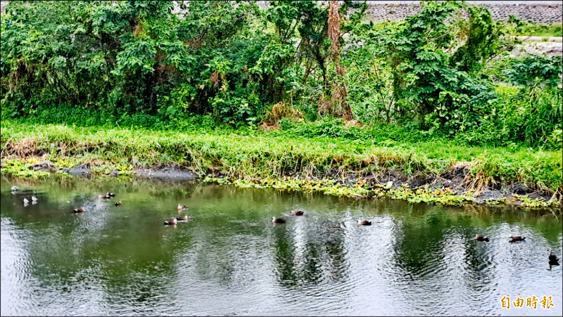 「候鳥嘉年華」 台東太平溪迎嬌客