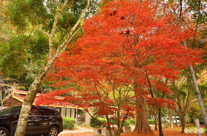 武陵農場楓紅進入尾聲 錯過等明年