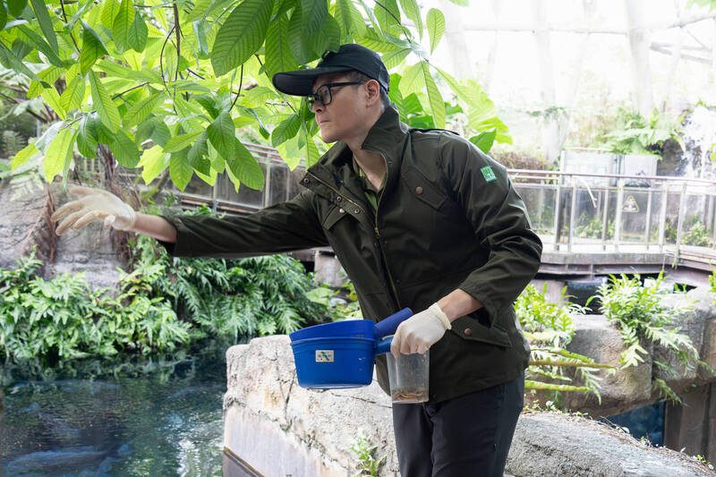 台北動物園穿山甲館沉浸式雨林水域體驗 看保育員「鱻食堂」開張