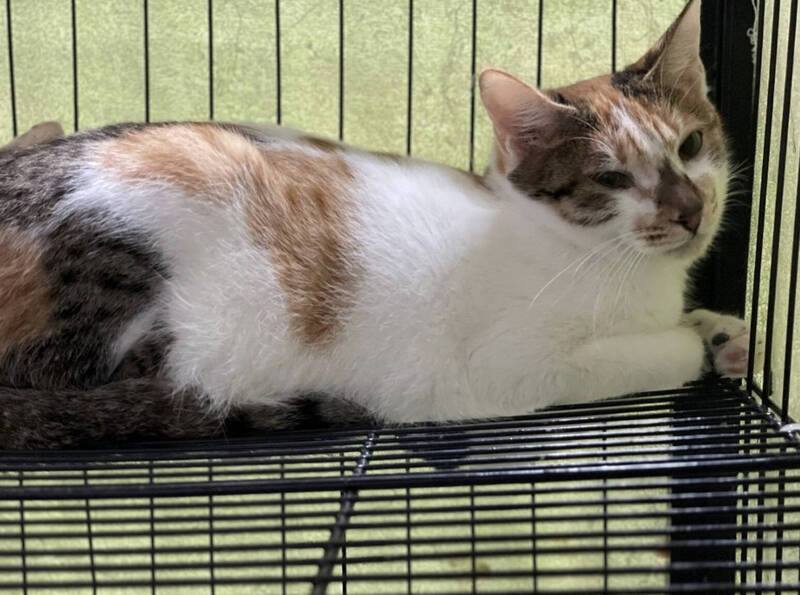 北市富陽街虐貓案14貓死亡!1犬9貓安置 公告原送養人領回或開放認養