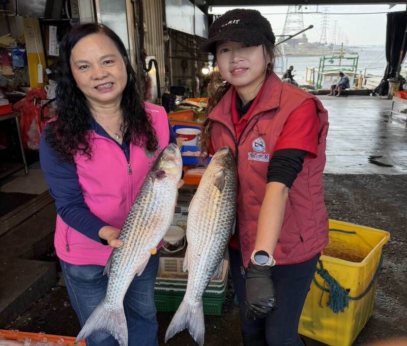 彰化塭仔港4000尾烏魚熱銷 200萬年終獎金入袋
