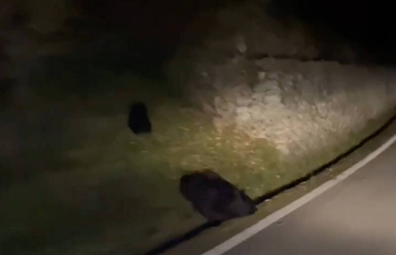 母熊遇車摔水溝、小熊獨逃! 原住民︰比日本熊可愛多了