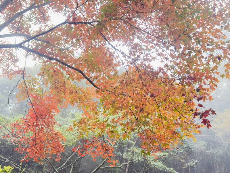 大雪山迎接耶誕「楓」潮 漫山紅葉點亮冬日山林