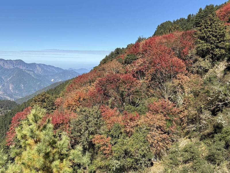玉山塔塔加楓紅大爆發!紅橙黃褐宛如「打翻調色盤」