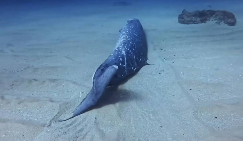 小琉球海底「躺」一頭鯨! 確認為死亡喙鯨不打撈