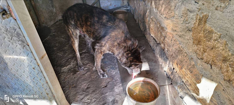 三重輾犬畫面曝光! 新北動保處開罰車主及飼主