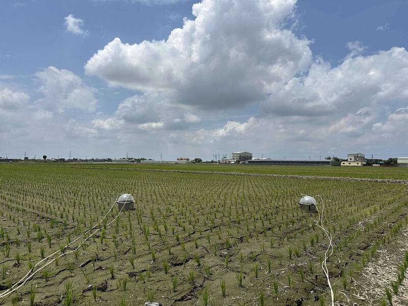 全國首創「低碳米」示範成效佳 雲林明年擴大面積