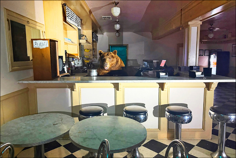 中英對照讀新聞》Got the scoop: Bear takes over California ice cream shop獨挖一勺:熊霸佔加州冰淇淋店