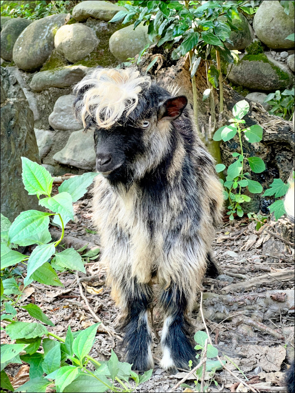 壽山動物園物種 增至70種