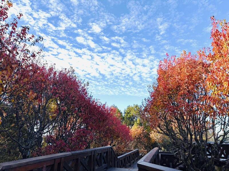 「楓」情萬種! 阿里山森林遊樂區5年來最美 達人帶看美景