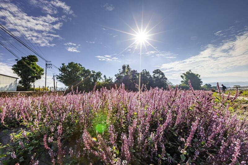 南投竹山首見紫色仙草花海 破千坪花毯超浪漫